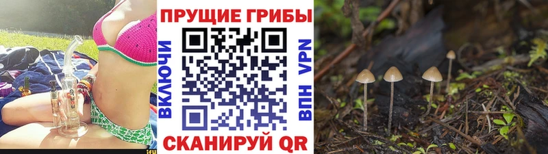 Купить  Нижняя Тура  Псилоцибиновые грибы Cubensis 